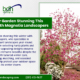 Magnolia Landscapers